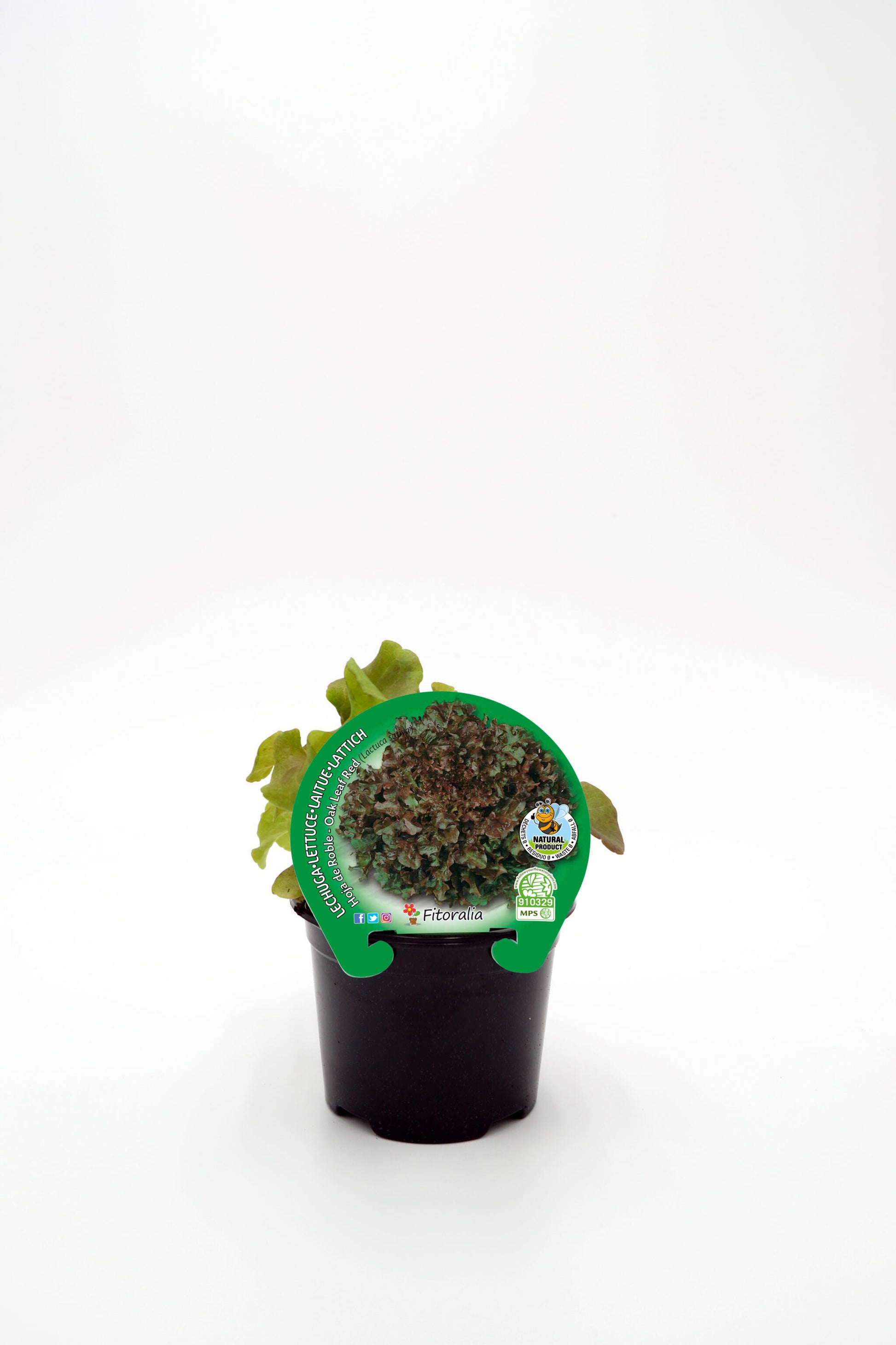 Plantón Lechuga Hoja De Roble En Maceta 10,5 Cm. Natural - Fitoralia_0