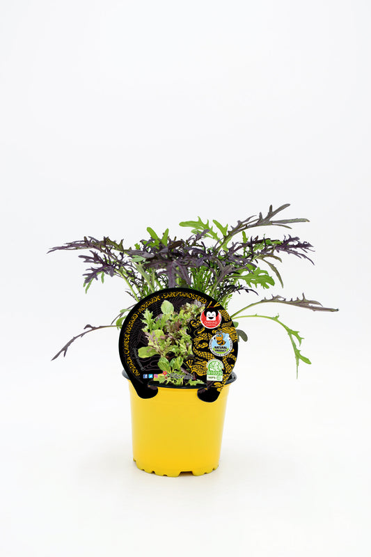 Plantón Mostaza En Maceta 10,5 Cm. Natural - Fitoralia_0