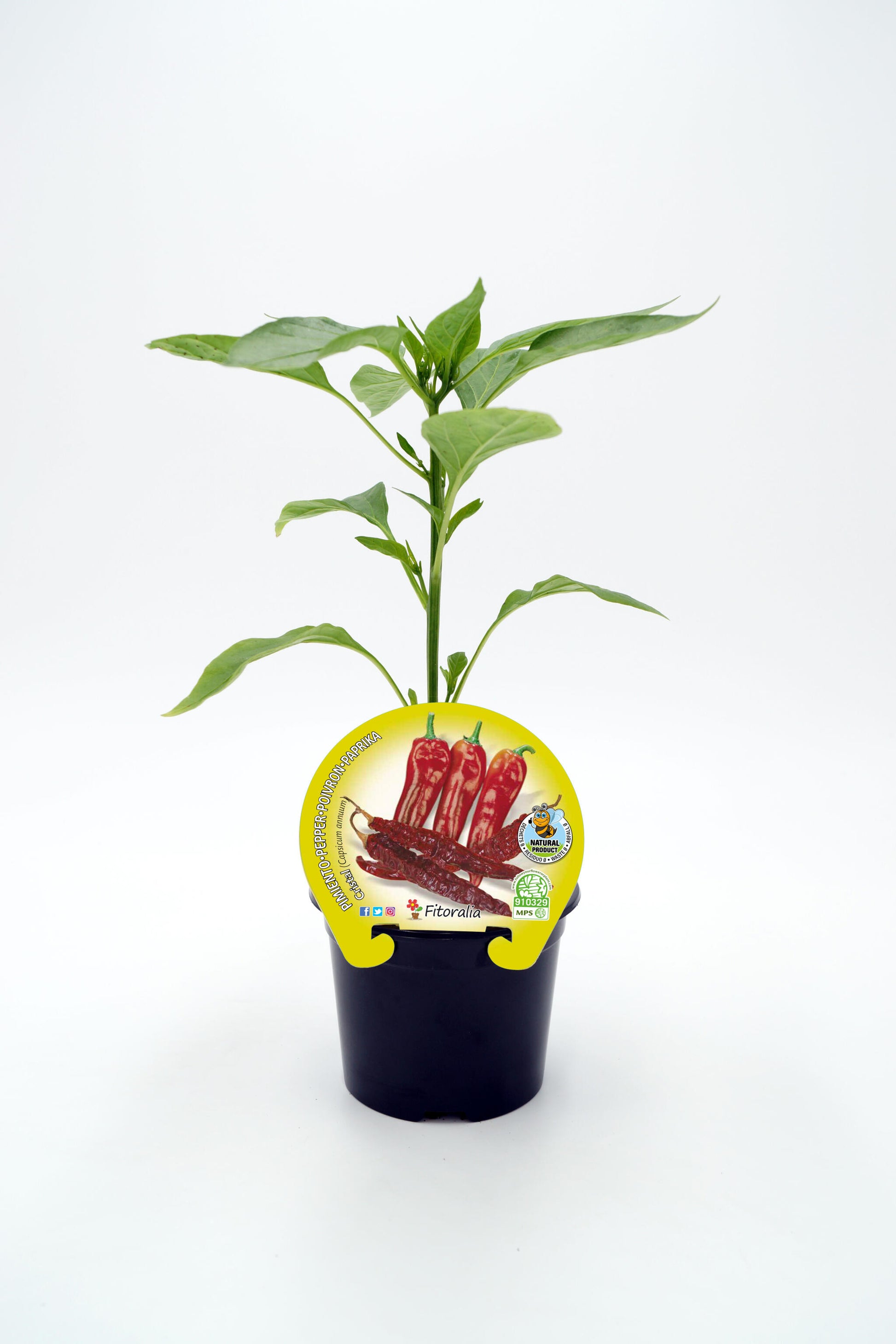 Plantón Pimiento Cristal En Maceta 10,5 Cm. Natural - Fitoralia_0
