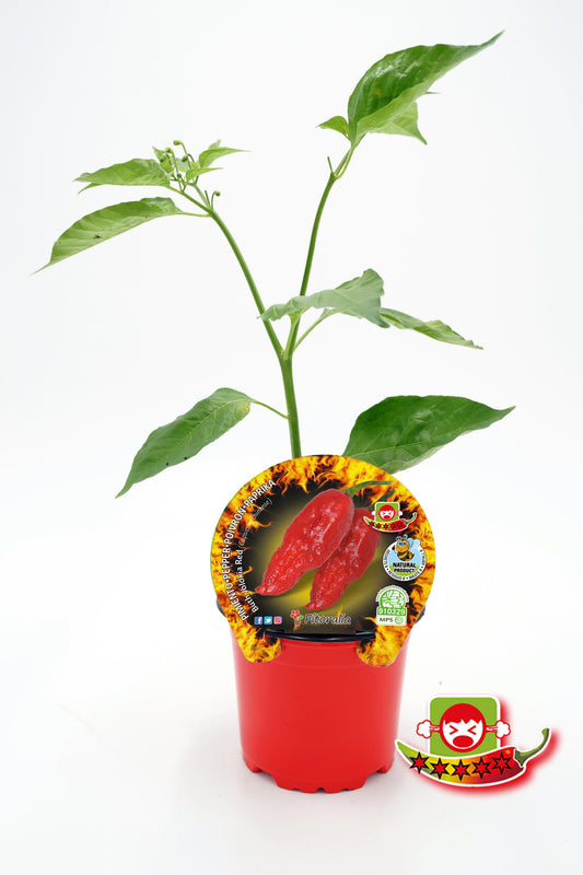 Plantón Pimiento Picante Bhut Jolokia Red En Maceta 10,5 Cm. Natural - Fitoralia_0