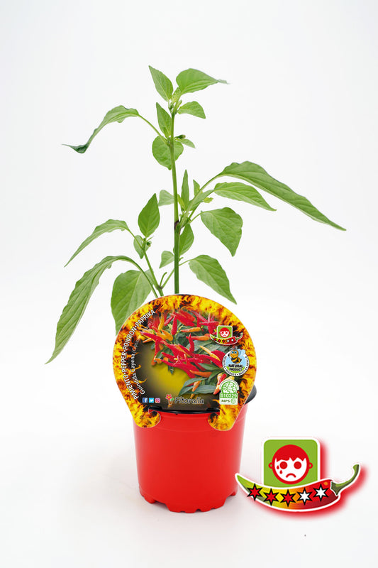 Plantón Pimiento Picante Cayena En Maceta 10,5 Cm. Natural - Fitoralia_0