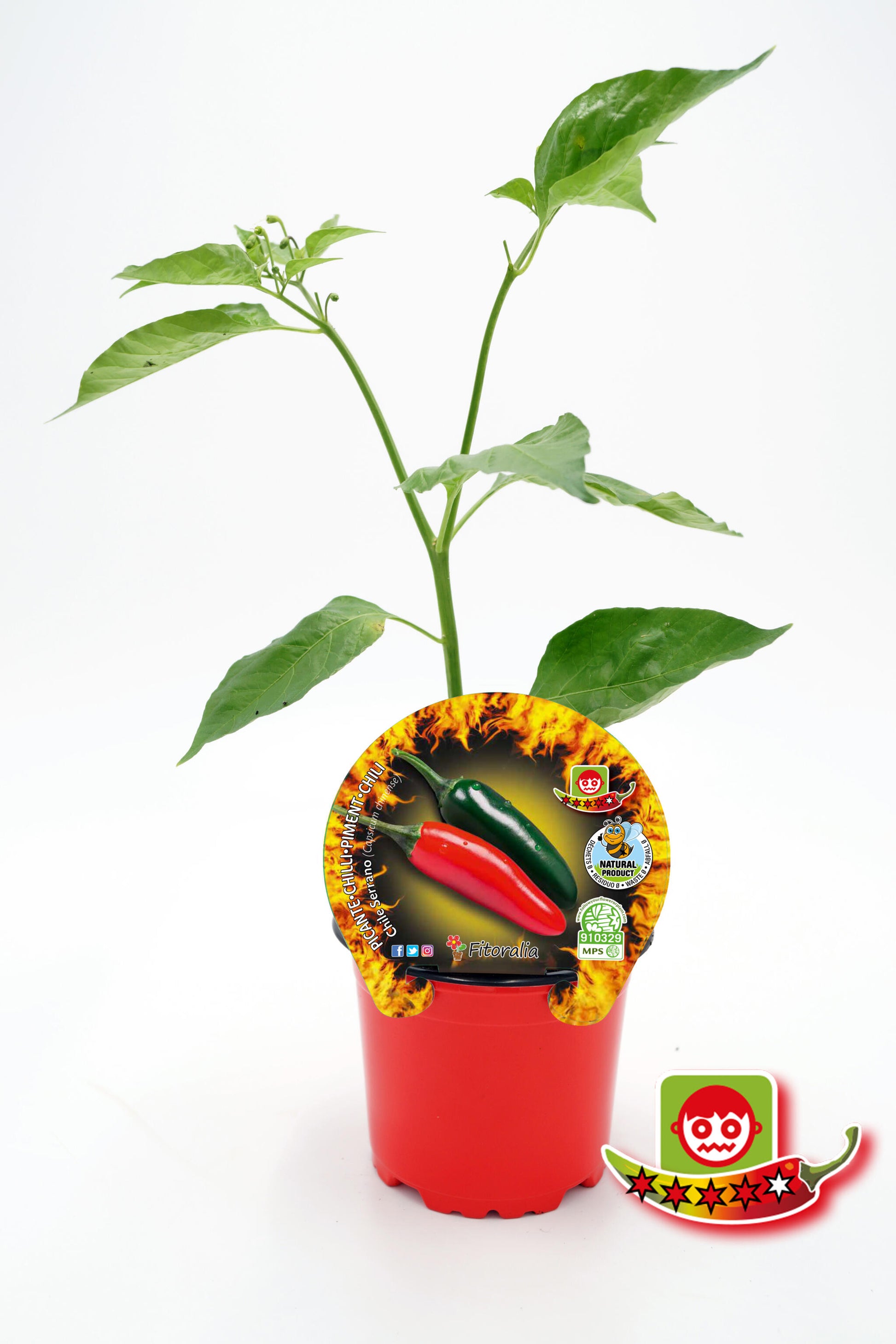 Plantón Pimiento Picante Chile Serrano En Maceta 10,5 Cm. Natural - Fitoralia_0