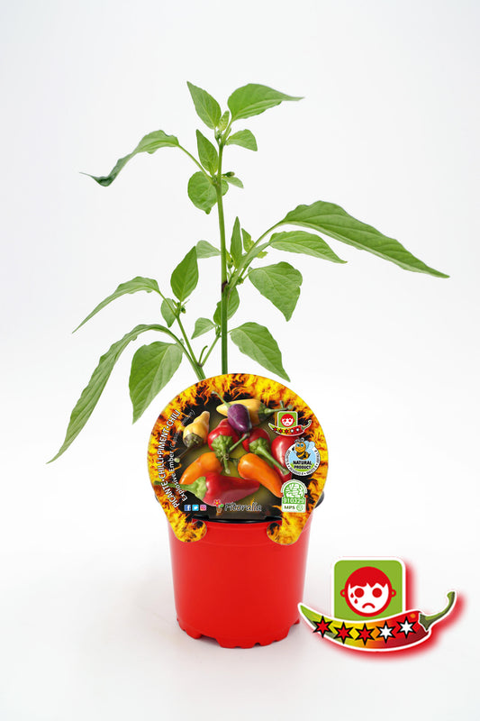 Plantón Pimiento Picante Explosive Ember En Maceta 10,5 Cm. Natural - Fitoralia_0
