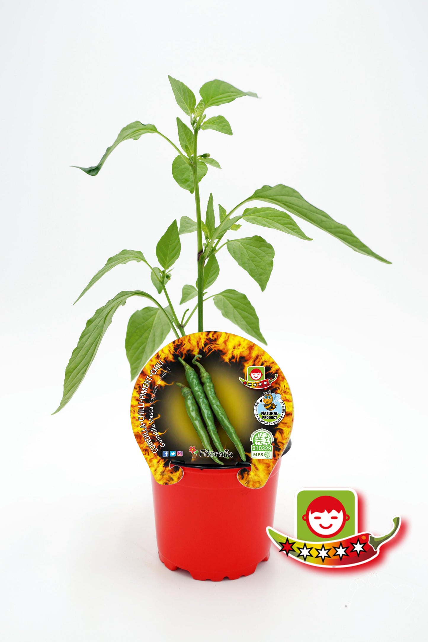 Plantón Pimiento Picante Guindilla Vasca En Maceta 10,5 Cm. Natural - Fitoralia_0
