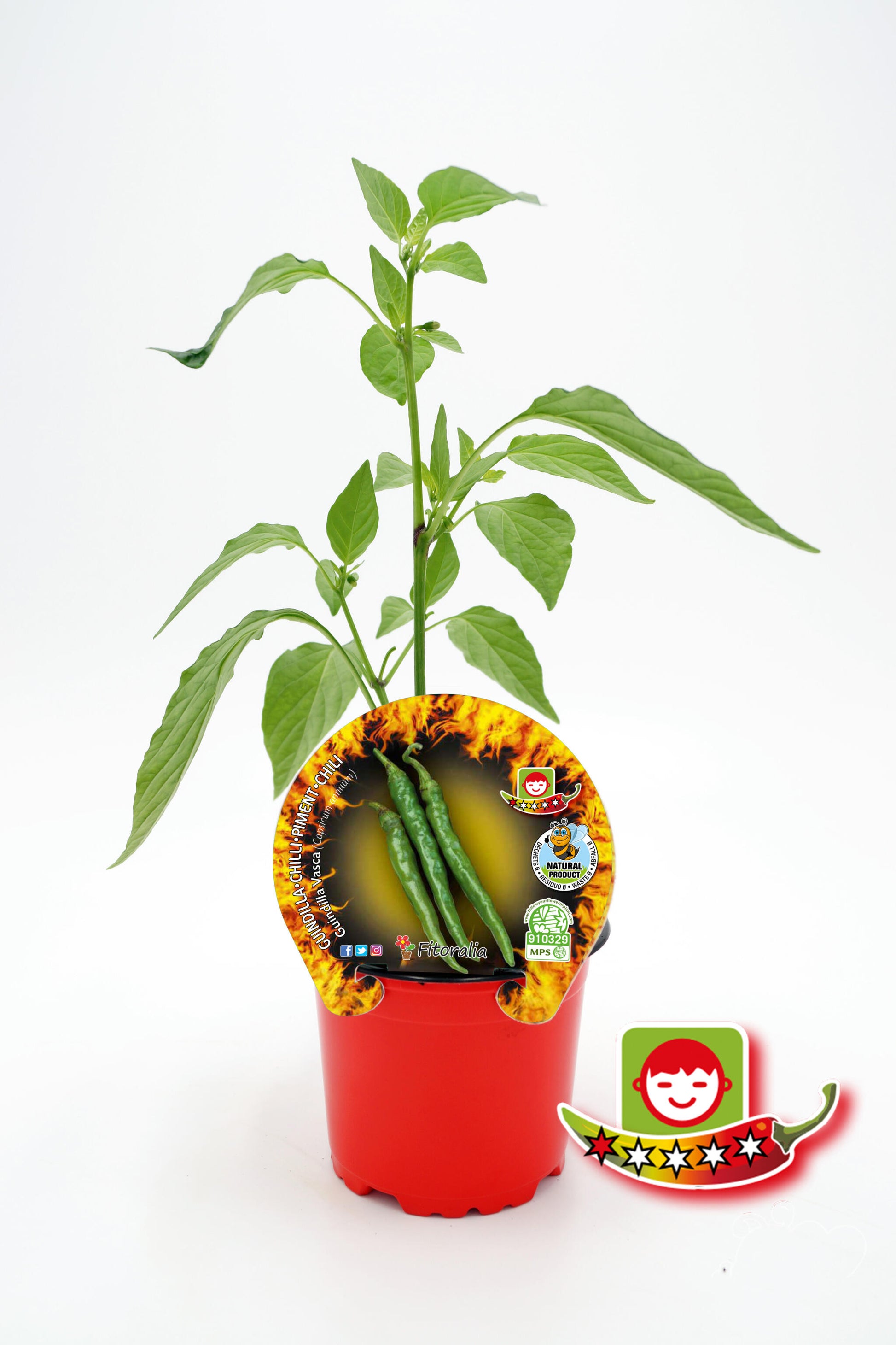 Plantón Pimiento Picante Guindilla Vasca En Maceta 10,5 Cm. Natural - Fitoralia_0