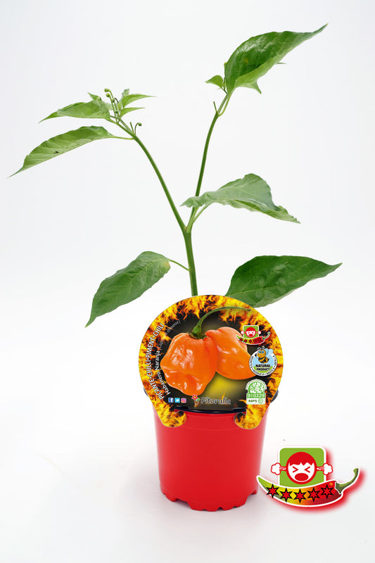 Plantón Pimiento Picante Habanero Naranja En Maceta 10,5 Cm. - Fitoralia_0