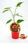 Plantão De Pimento Picante Habanero Vermelho Em Vaso 10,5 Cm. Natural - Fitoralia