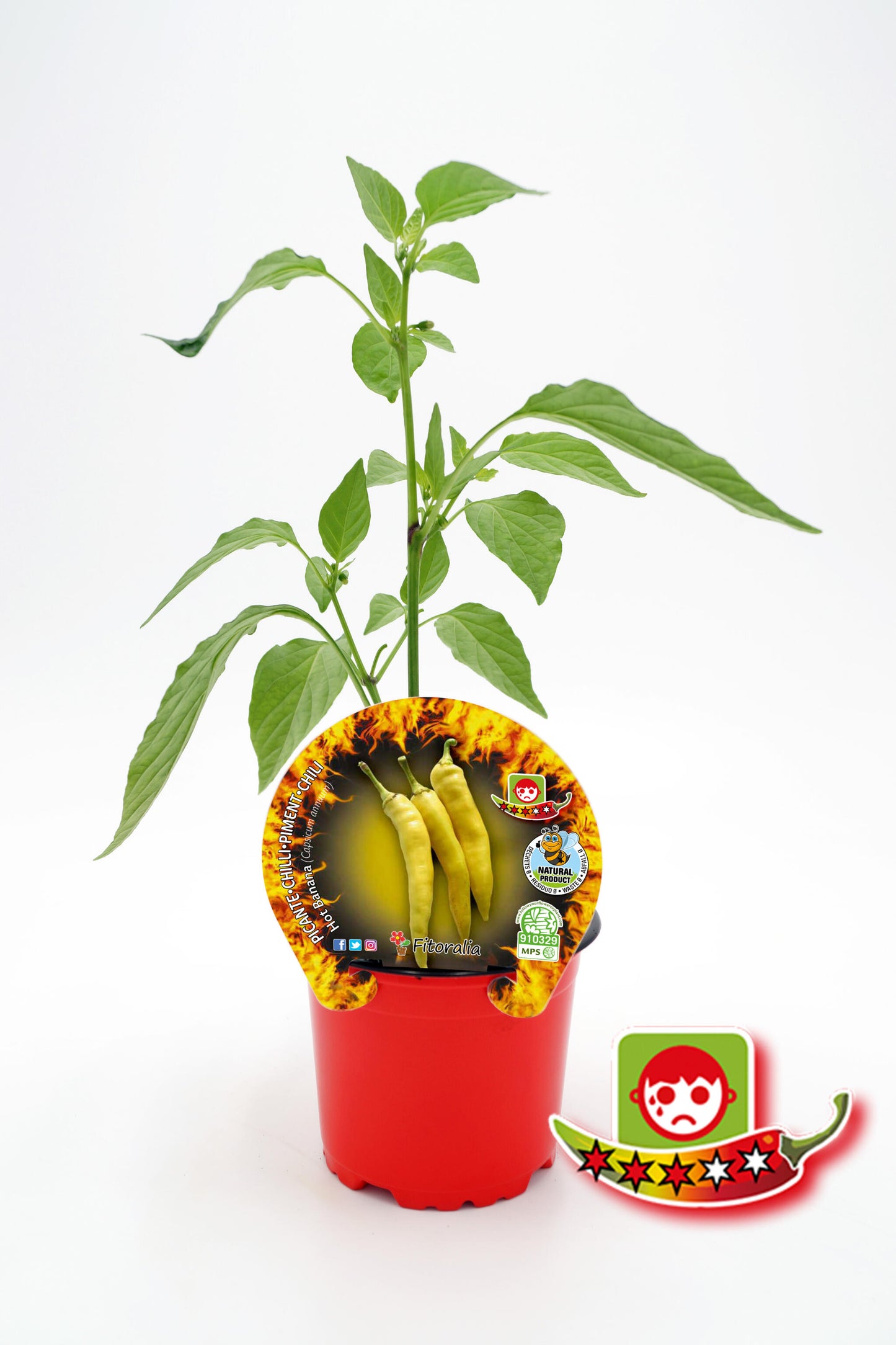 Plantón Pimiento Picante Hot Banana En Maceta 10,5 Cm. Natural - Fitoralia_0