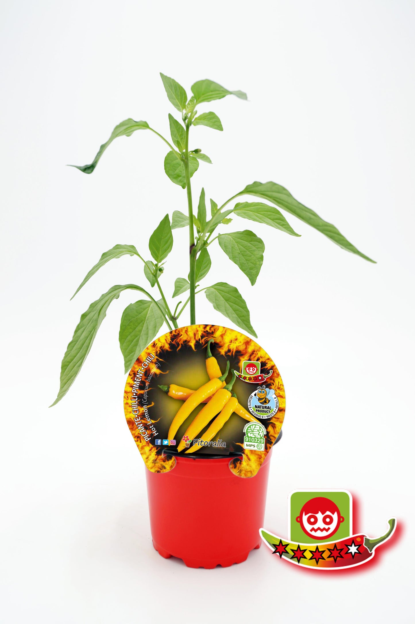 Plantón Pimiento Picante Hot Lemon En Maceta 10,5 Cm. Natural - Fitoralia_0