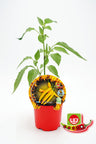 Plantão De Pimento Picante Hot Lemon Em Vaso 10,5 Cm. Natural - Fitoralia