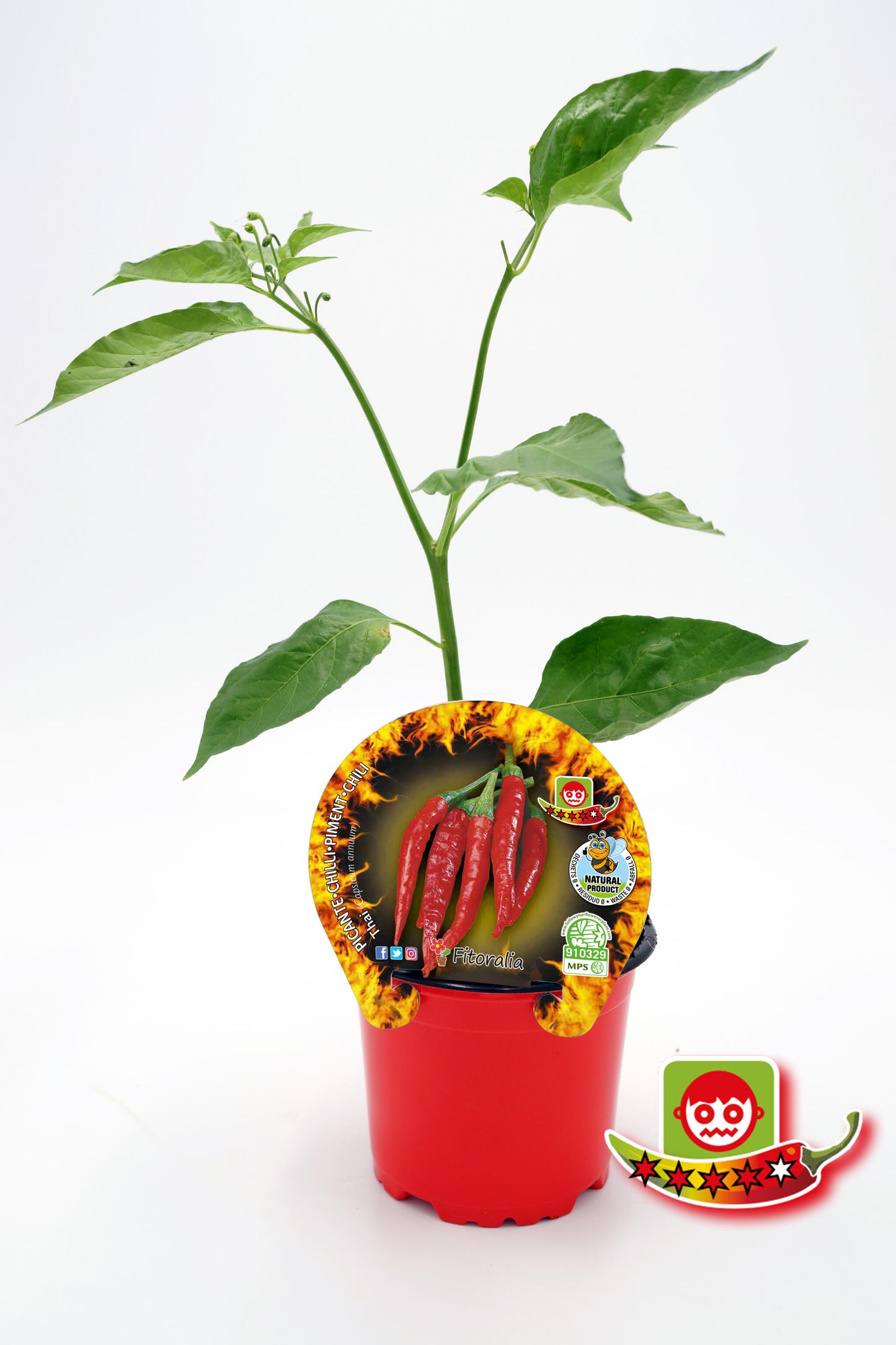 Plantón Pimiento Picante Thai En Maceta 10,5 Cm. Natural - Fitoralia_0