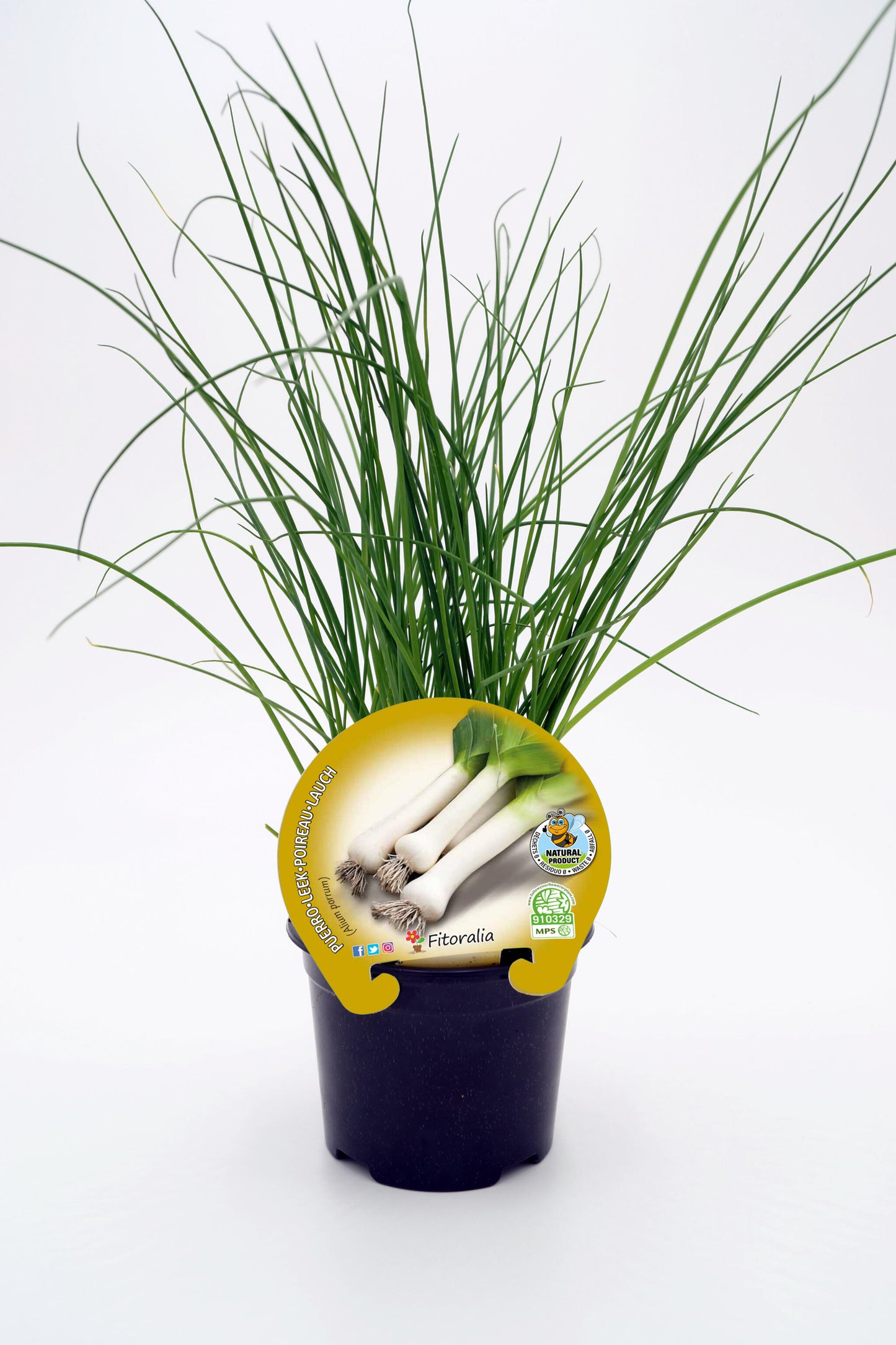 Plantón Puerro En Maceta 10,5 Cm. Natural - Fitoralia_0