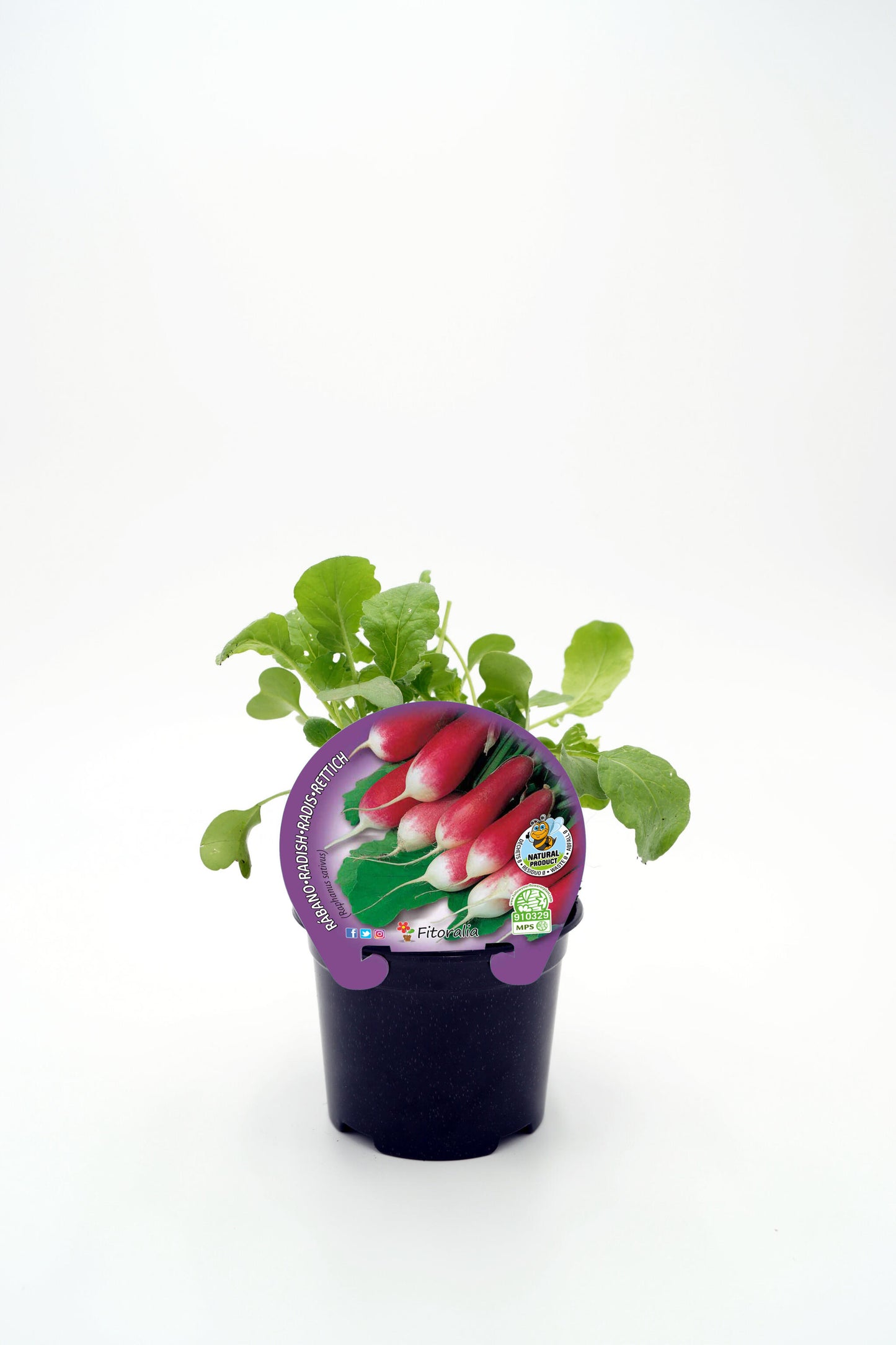 Plantón Rabanito De Punta Blanca En Maceta 10,5 Cm. Natural - Fitoralia_0