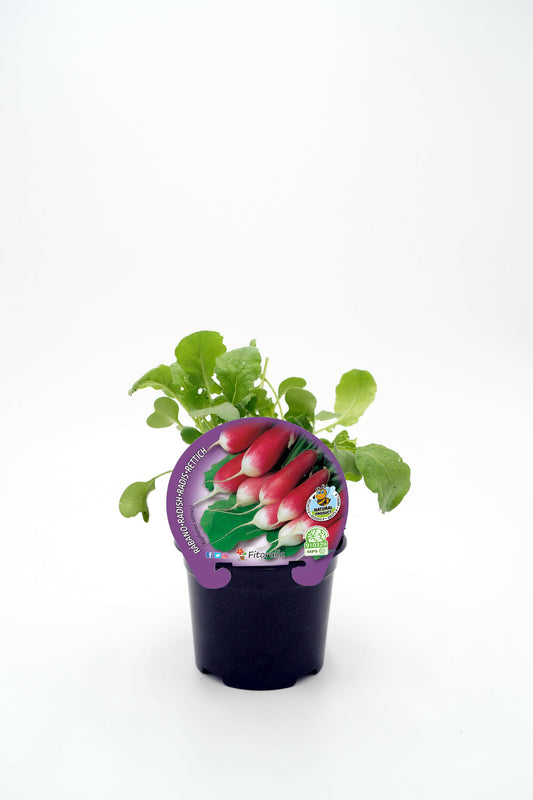 Plantón Rabanito De Punta Blanca En Maceta 10,5 Cm. Natural - Fitoralia_0
