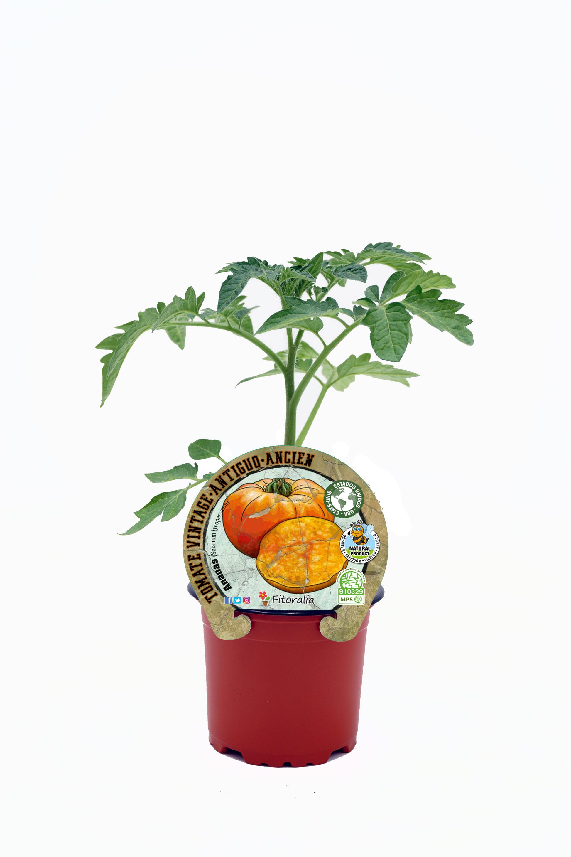 Plantón Tomate Ananas En Maceta 10,5 Cm. Natural - Fitoralia_0