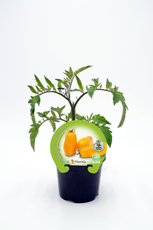 Plantón Tomate Banana Legs En Maceta 10,5 Cm. Natural - Fitoralia_0