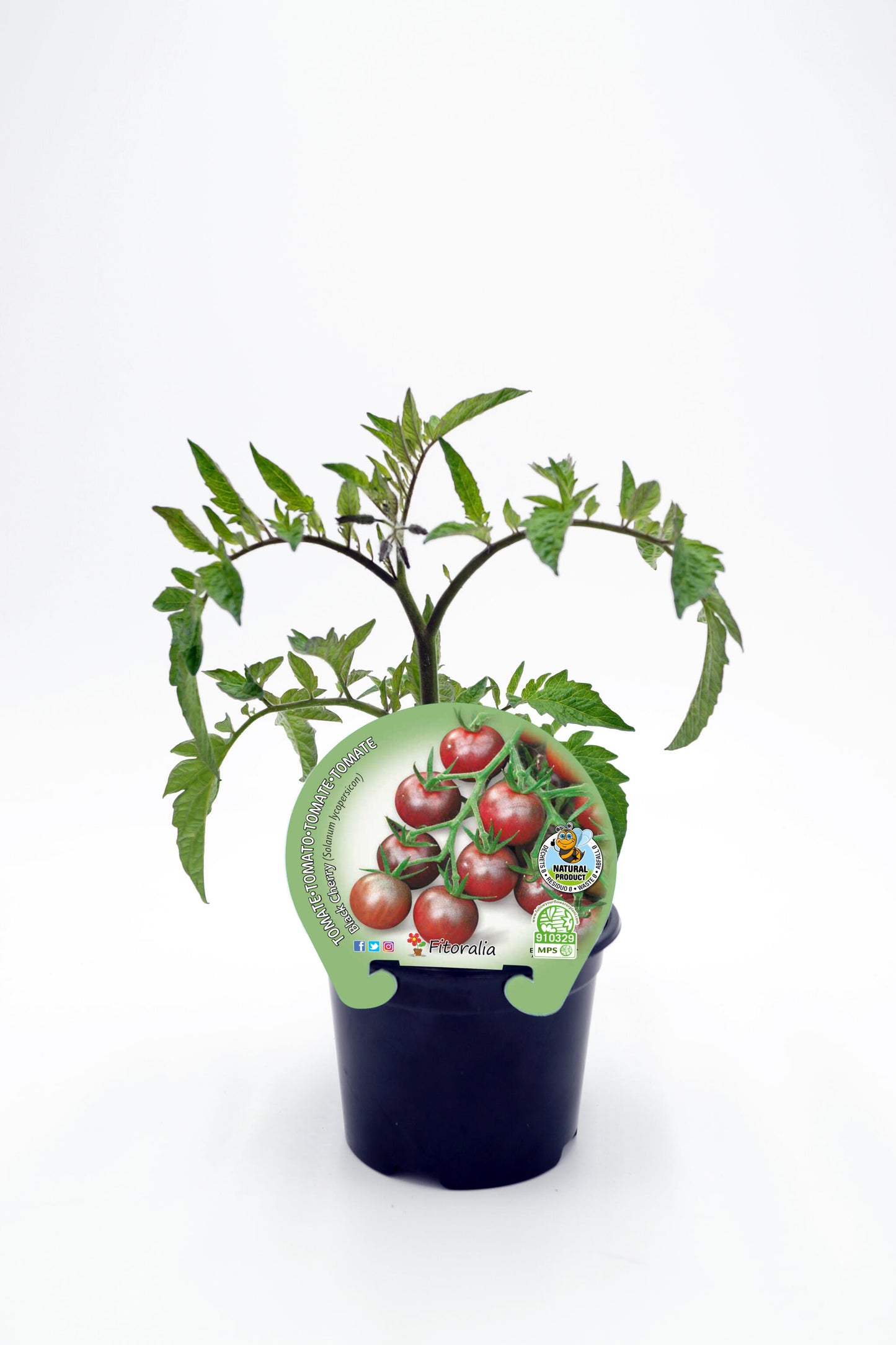 Plantón Tomate Cherry Black En Maceta 10,5 Cm. Natural - Fitoralia_0