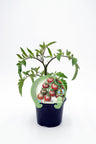 Plantão De Tomate Cherry Black Em Vaso 10,5 Cm. Natural - Fitoralia