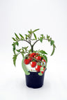 Plantão De Tomate Cherry Garden Berry Em Vaso 10,5 Cm. Natural - Fitoralia