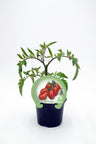 Plantão De Tomate Cherry Pera Em Vaso 10,5 Cm. Natural - Fitoralia