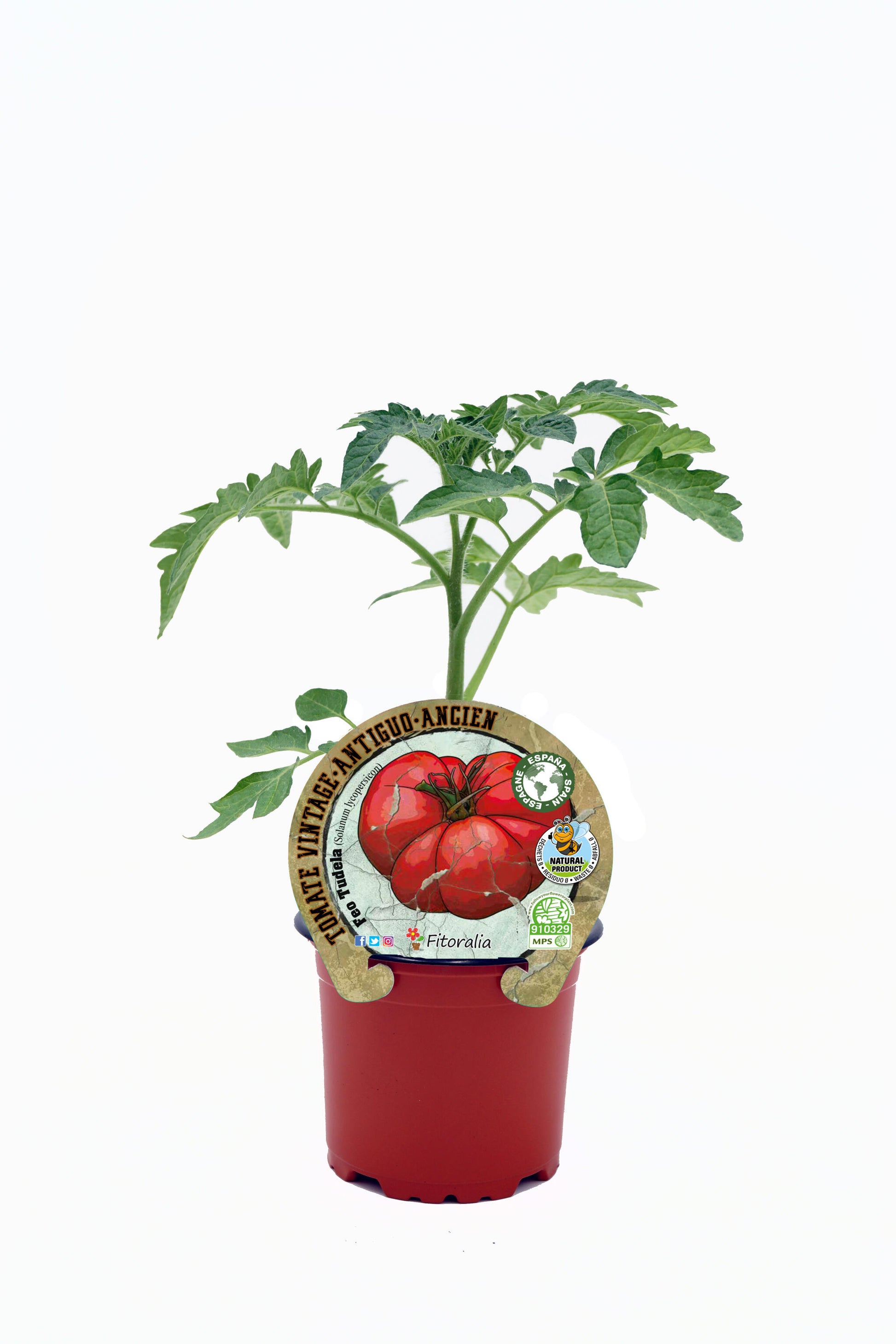 Plantón Tomate Feo Tudela En Maceta 10,5 Cm. Natural - Fitoralia_0