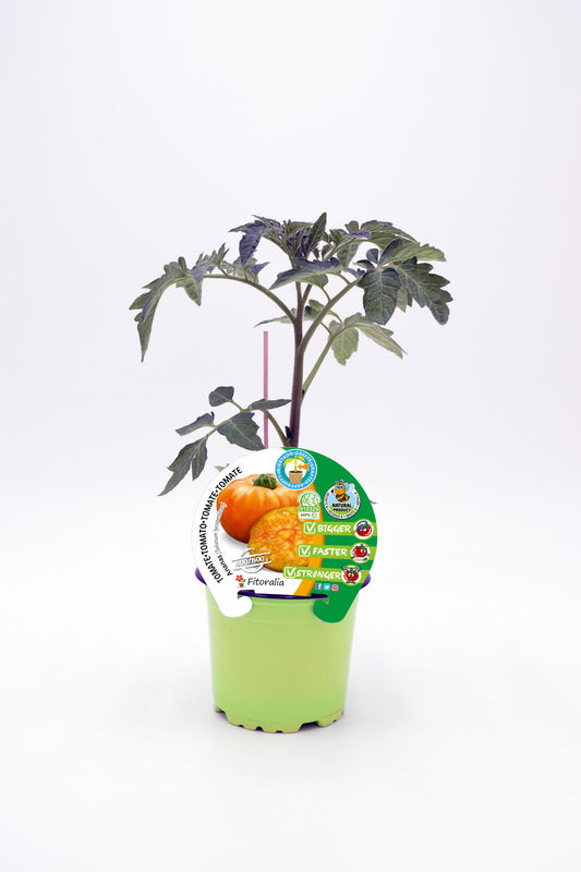 Plantón Tomate Injertado Ananas En Maceta 12 Cm. Natural. - Fitoralia_0