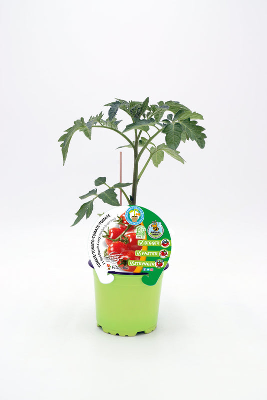 Plantón Tomate Injertado Red Cherry En Maceta 12 Cm. Natural - Fitoralia_0