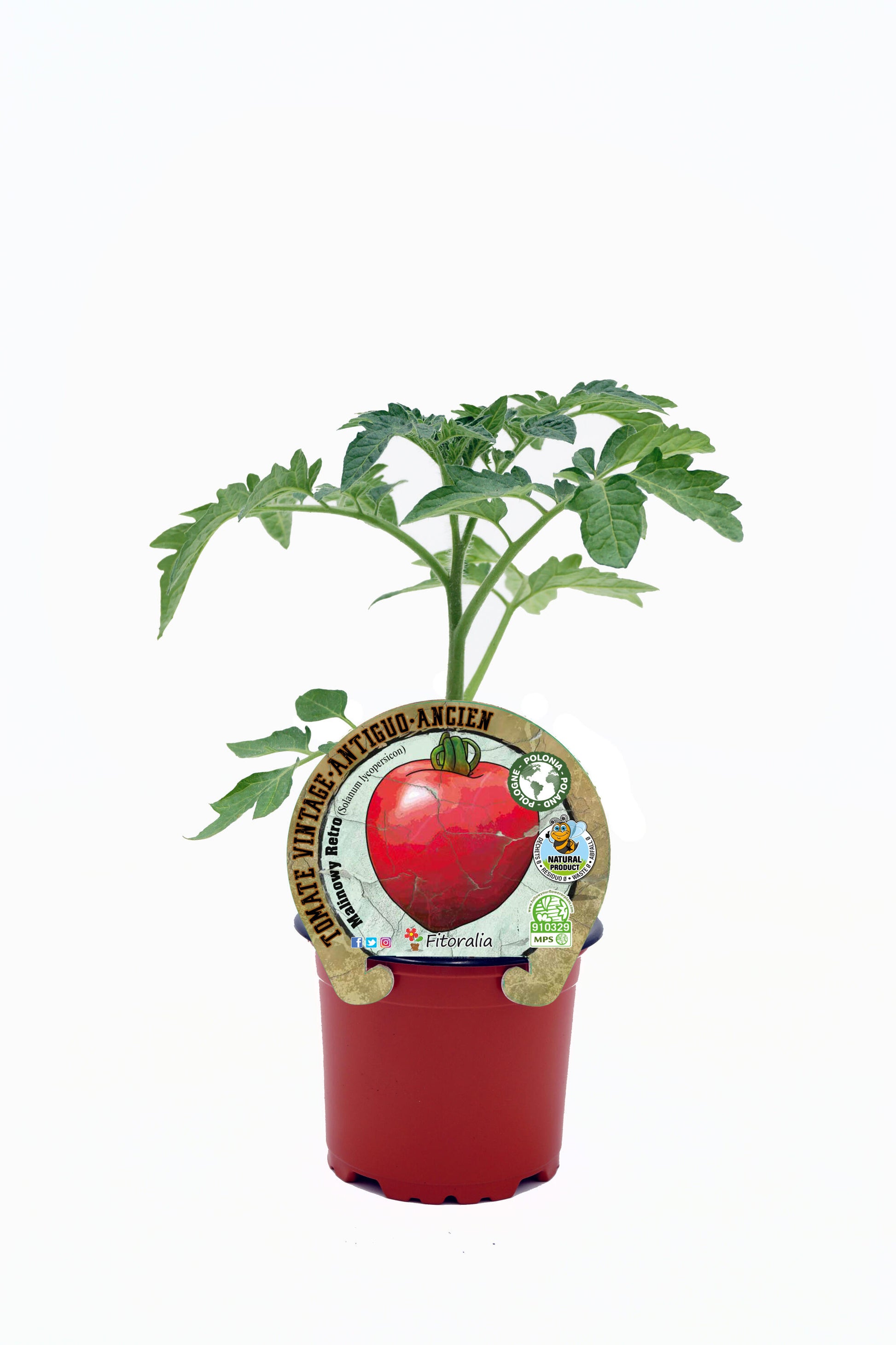Plantón Tomate Malinowy Retro En Maceta 10,5 Cm. Natural - Fitoralia_0