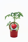Plantão De Tomate Malinowy Retro Em Vaso 10,5 Cm. Natural - Fitoralia