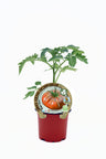Plantão De Tomate Negro Russo Em Vaso 10,5 Cm. Natural - Fitoralia