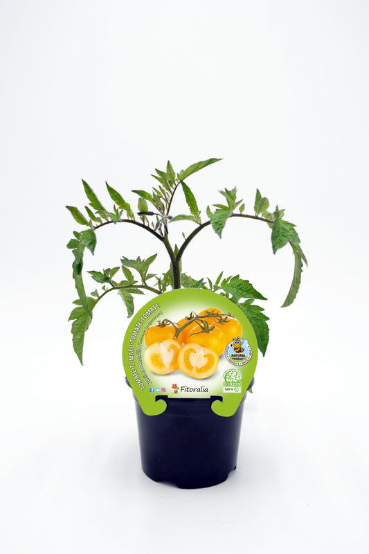 Plantón Tomate Racimo Amarillo En Maceta 10,5 Cm. Natural. Fitoralia_0