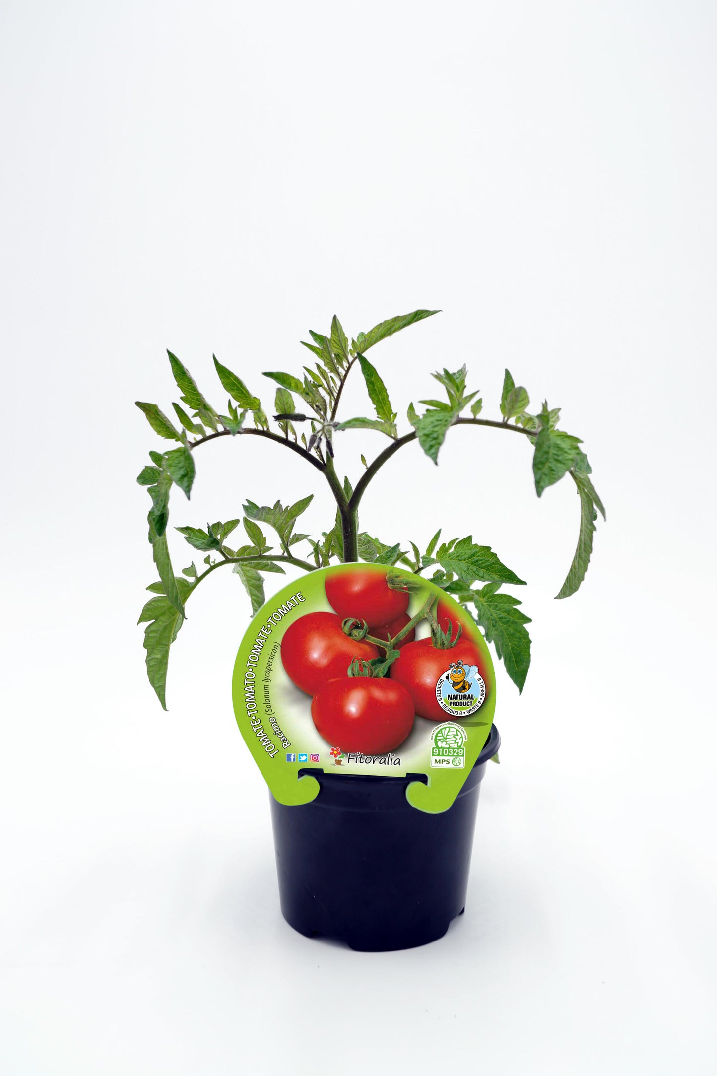 Plantón Tomate Racimo En Maceta 10,5 Cm. Natural - Fitoralia_0