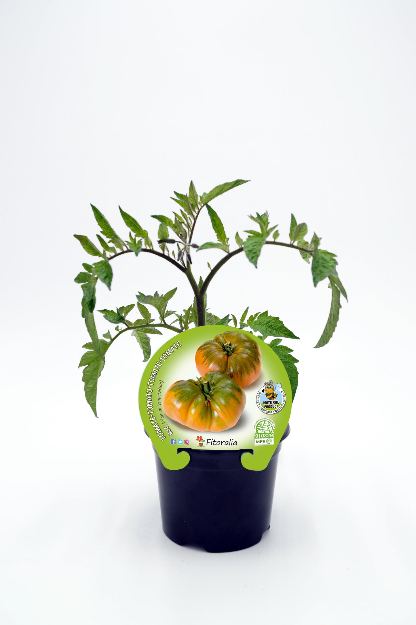 Plantón Tomate Raf En Maceta 10,5 Cm. Natural - Fitoralia_0