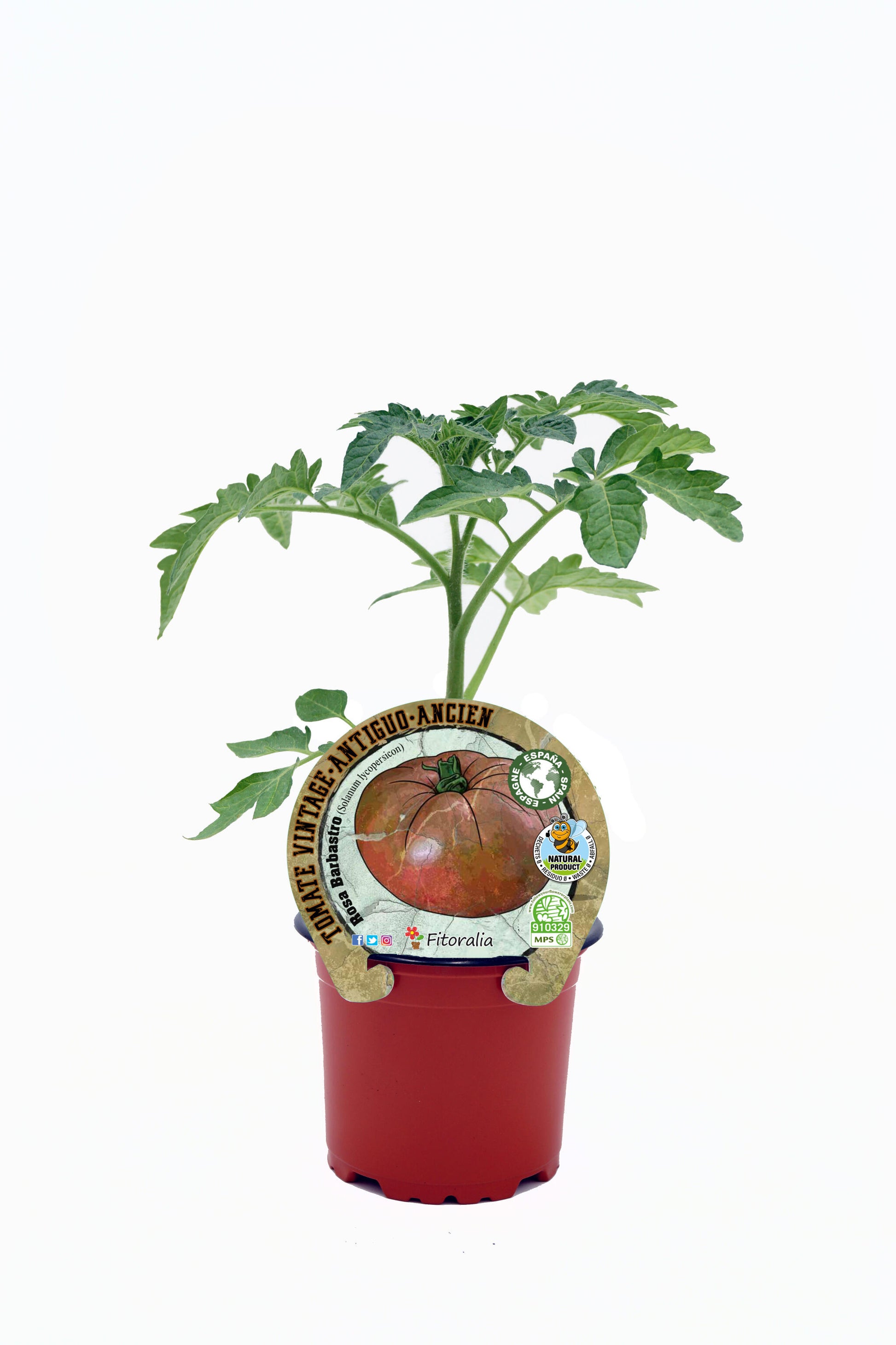 Plantón Tomate Rosa Barbastro En Maceta 10,5 Cm. Natural - Fitoralia_0