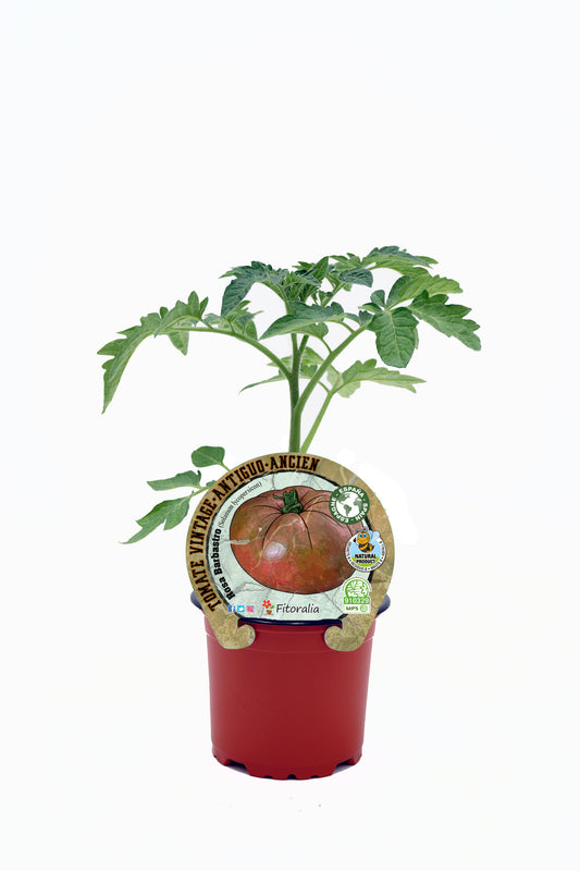 Plantón Tomate Rosa Barbastro En Maceta 10,5 Cm. Natural - Fitoralia_0