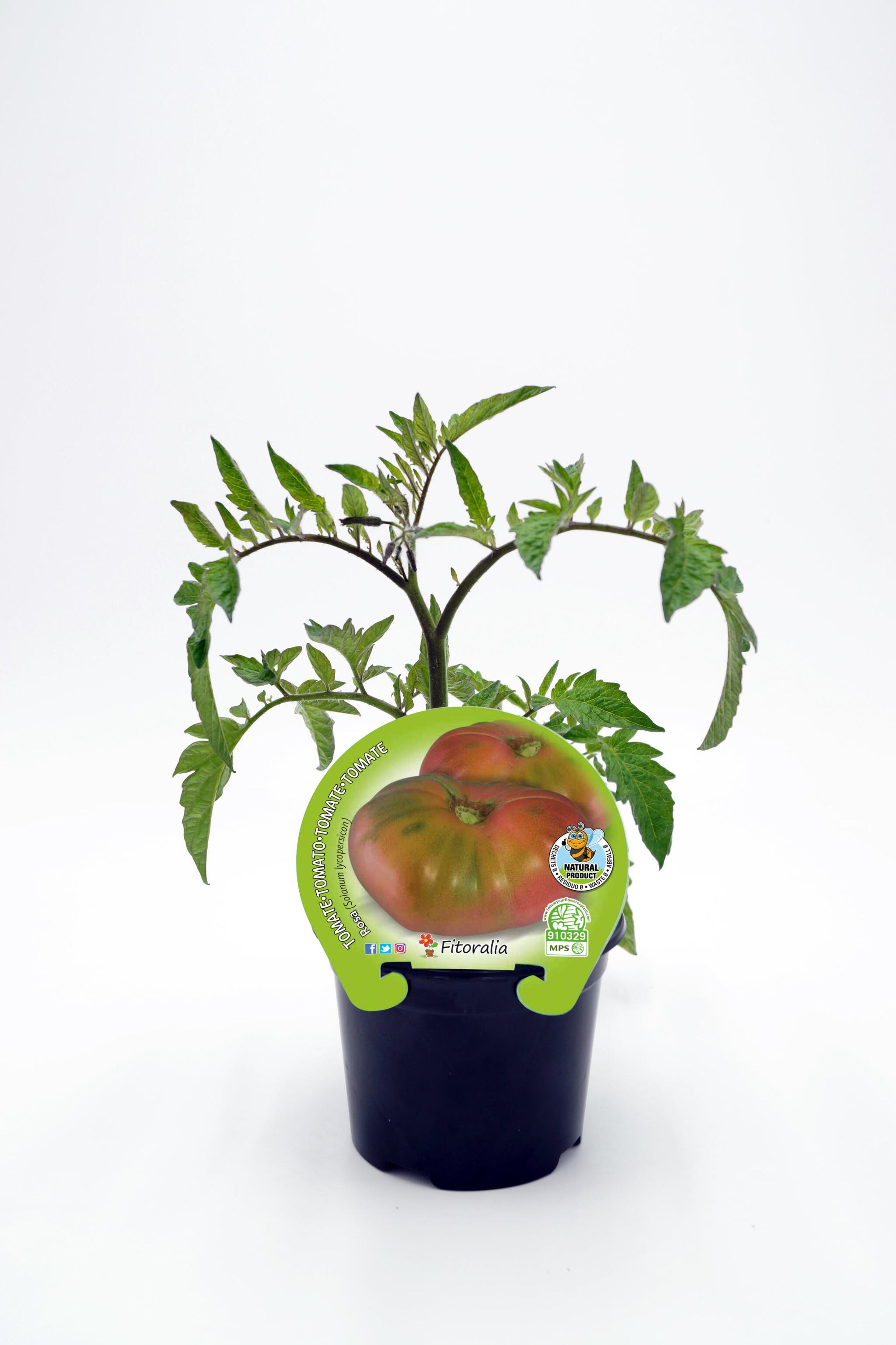 Plantón Tomate Rosa En Maceta 10,5 Cm. Natural - Fitoralia_0
