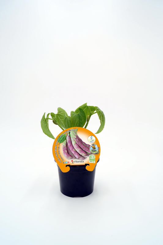 Plantón judía Buenos Aires en maceta 10,5 cm. natural - Fitoralia_0