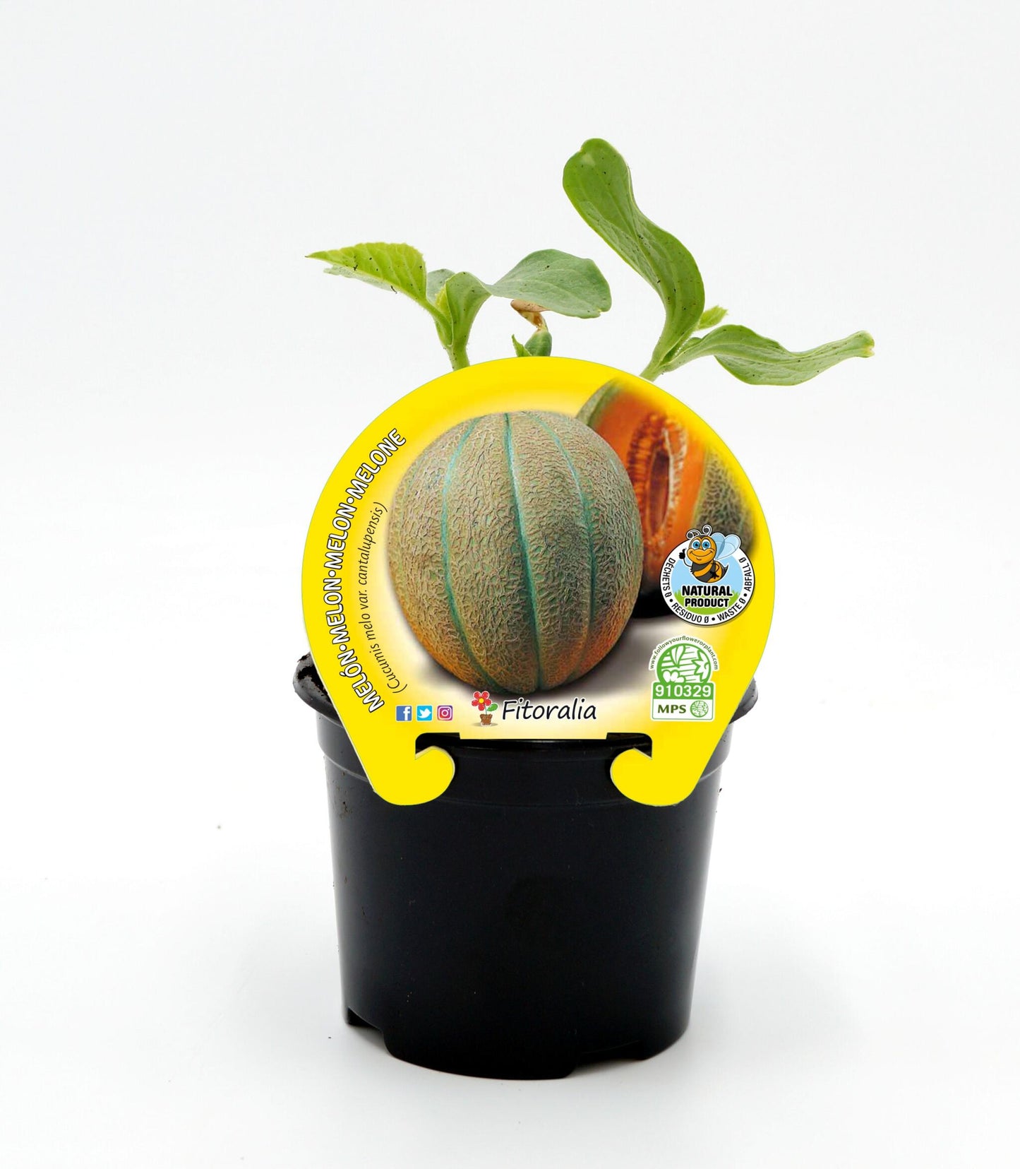 Plantón melón Cantalup en maceta 10,5 cm. natural - Fitoralia_0