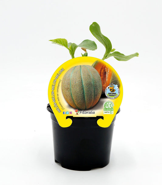 Plantón melón Cantalup en maceta 10,5 cm. natural - Fitoralia_0
