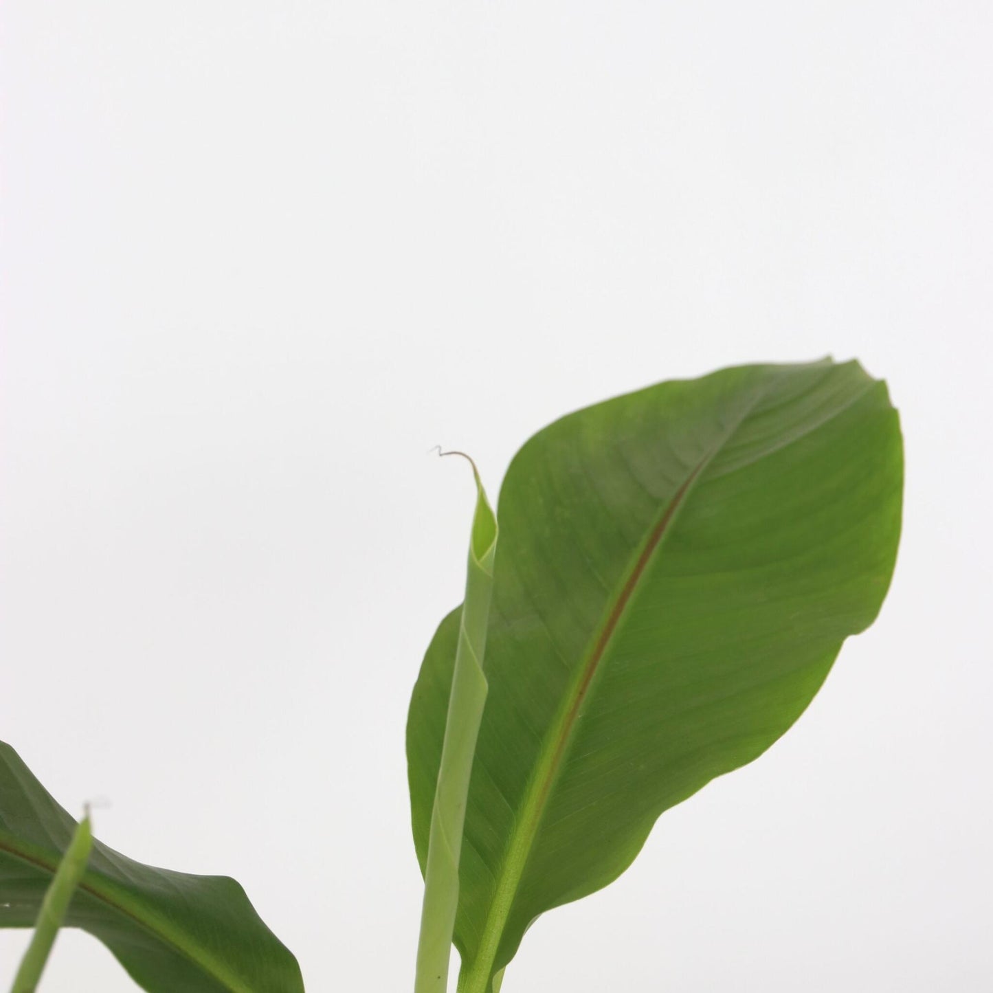 Platanera - 3 Pzs - Musa Basjoo - Altura 25-40cm - ⌀9cm_3