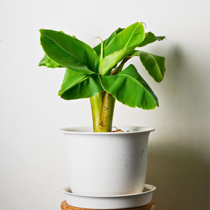 Platanera - 4 Pzs - Musa Basjoo - Altura 25-40cm - ⌀9cm_1