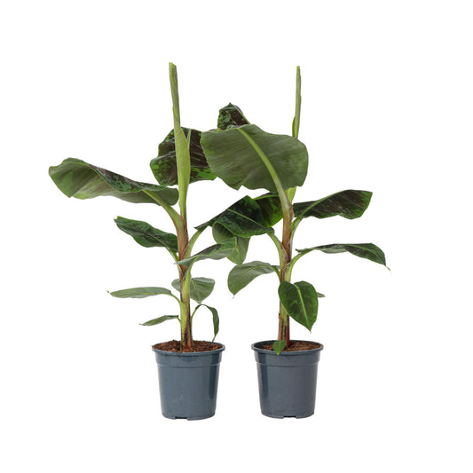 Plátano Enano - 2 Pzs - Musa 'dwarf Cavendish' - Altura 90-100cm - ⌀21cm_0