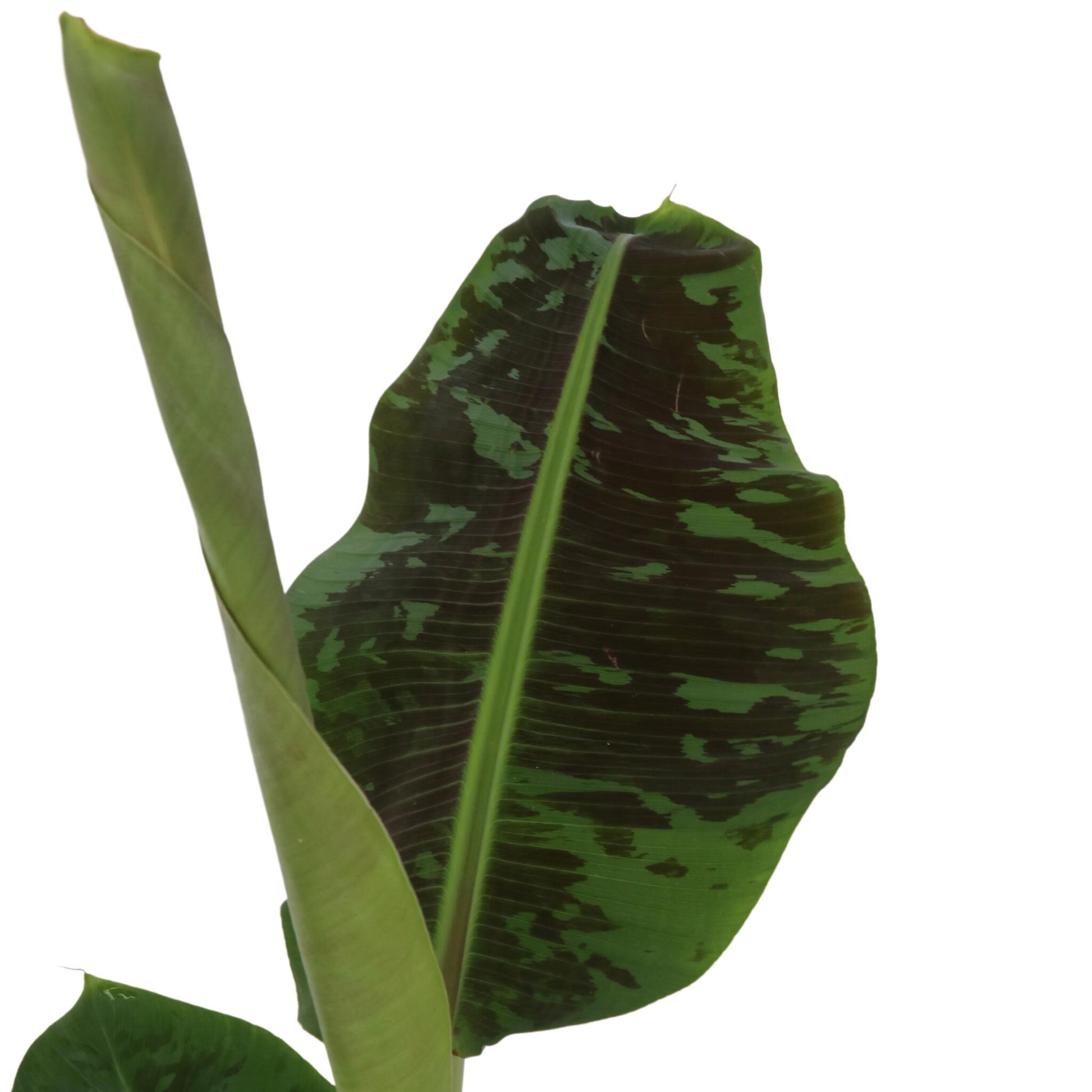 Plátano Enano - 2 Pzs - Musa 'dwarf Cavendish' - Altura 90-100cm - ⌀21cm_3