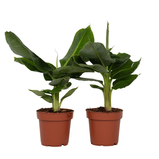 Plátano Enano - 2 Pzs - Musa 'oriental Dwarf' - Altura 25-40cm - ⌀12cm_0