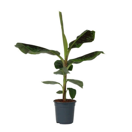 Plátano Enano - Musa 'dwarf Cavendish' - Altura 90-100cm - ⌀21cm_0