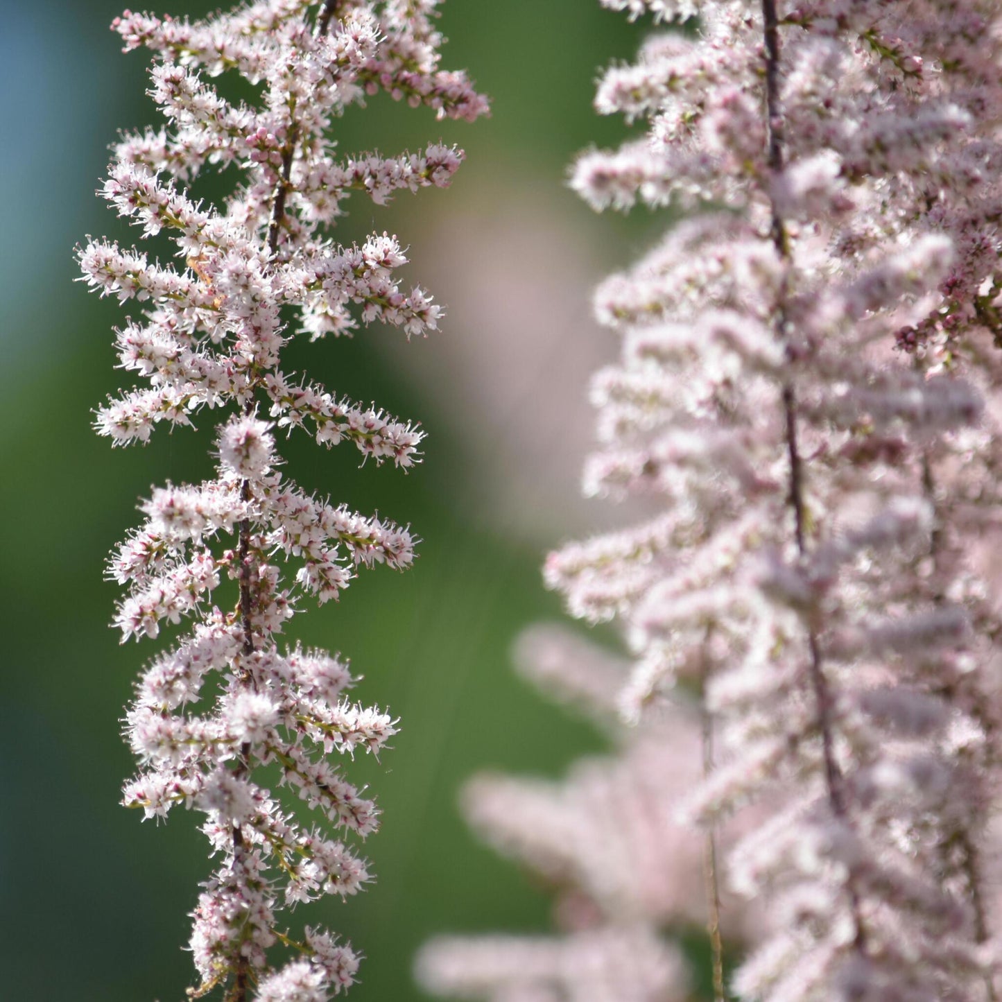 Pluma De Astilbe - 6 Pzs - Astilbe - Cepellones_3