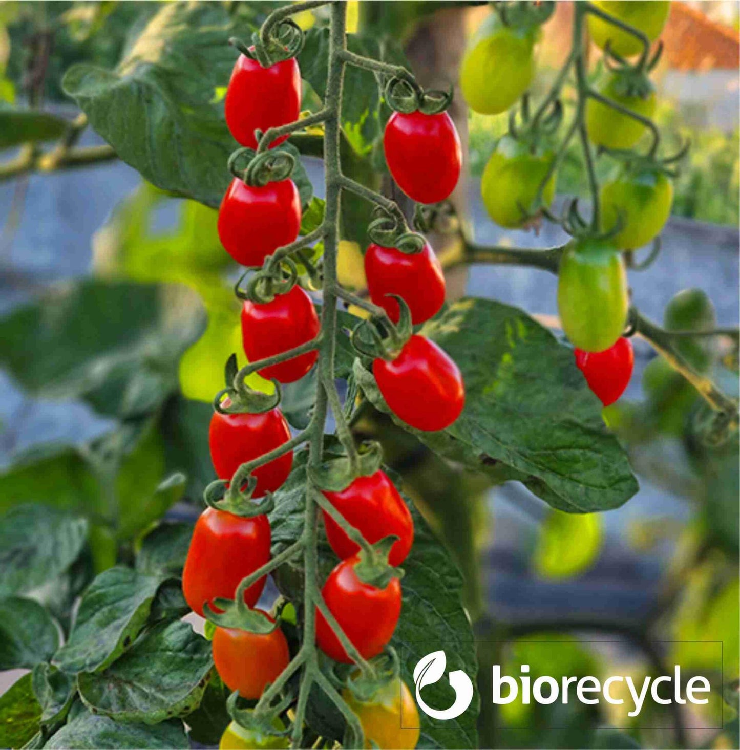 Polvo de roca de Basalto extrafino - 4.5 kg_4
