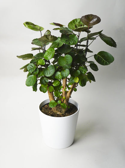 Polyscias Fabian_0