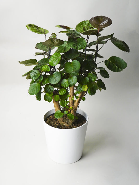 Polyscias Fabian | Altura 70cm - Maceta 17cm_0