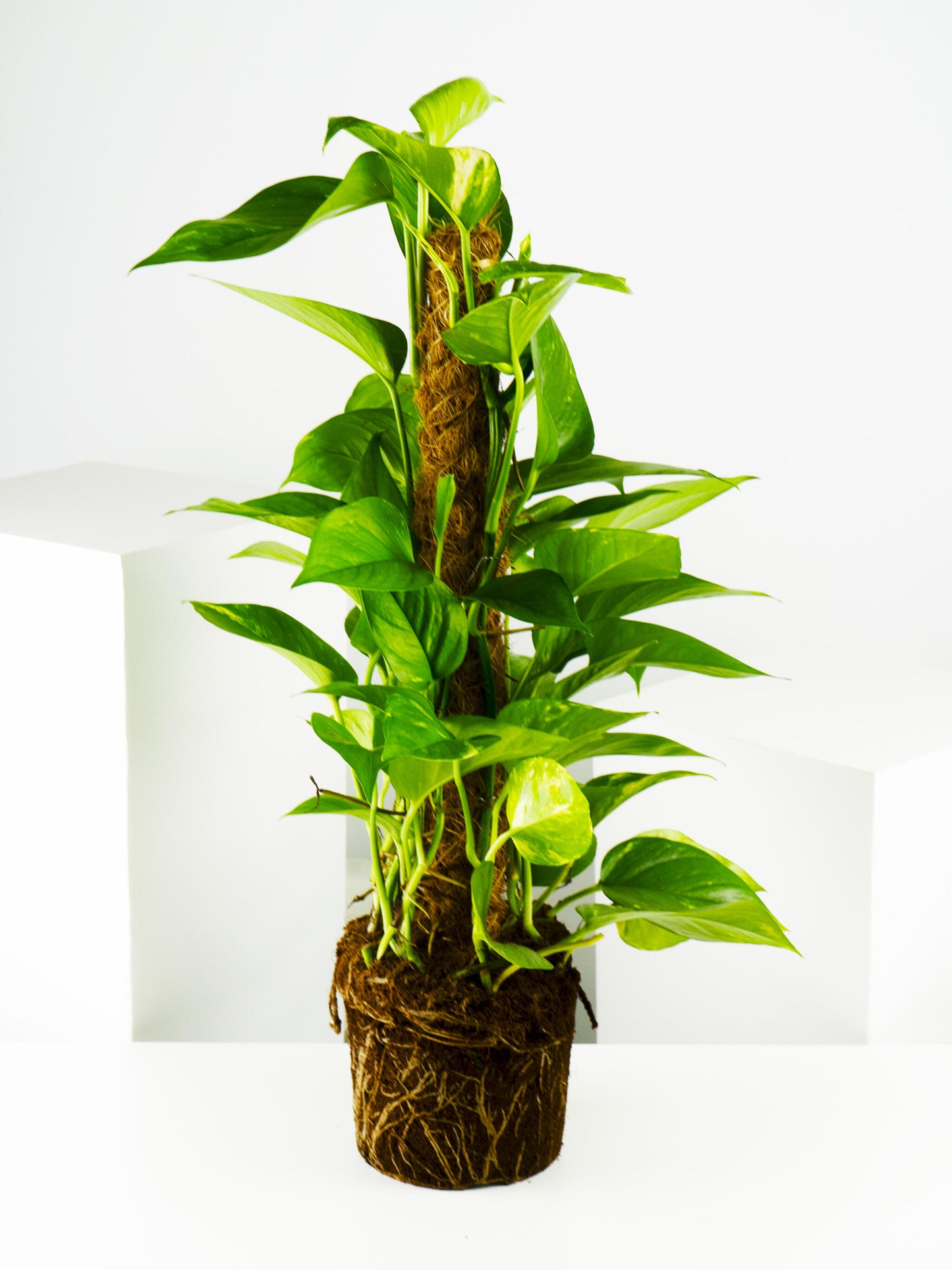 Potho Grande Con Tutor | Altura 80cm - Diámetro 17cm_2